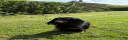 Miniature Dachshund dogs for sale: Lovely 6y old spayed girl - Advert 5