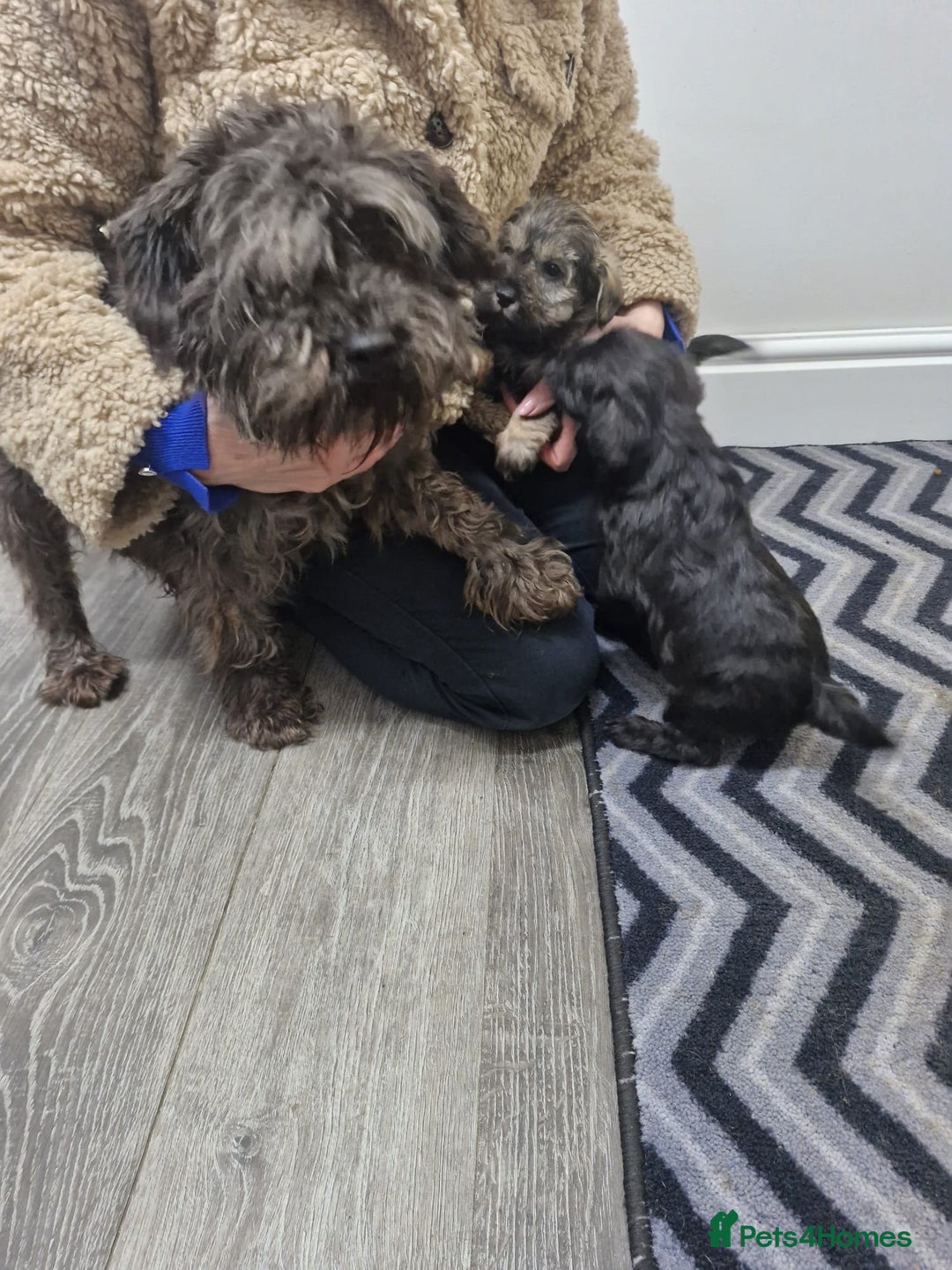 Schnoodle dogs for sale: F1 schnoodle puppies  - Advert 6