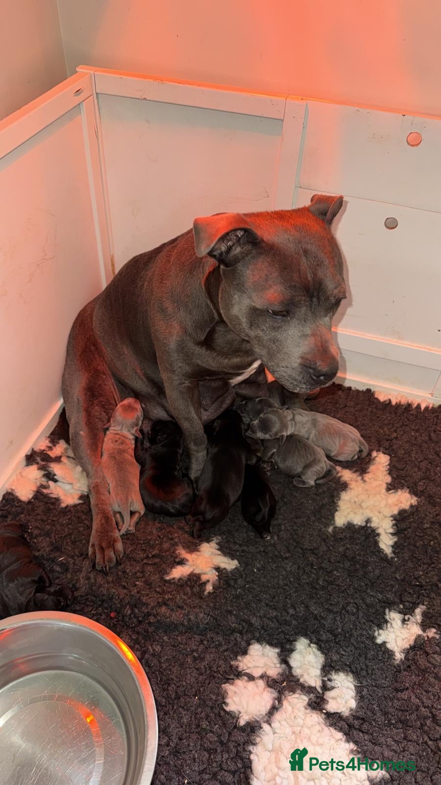 Staffordshire Bull Terrier dogs KC REG SBT STOCKY BLACK BITCH - Advert 8