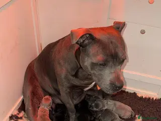 Staffordshire Bull Terrier dogs KC REG SBT STOCKY BLACK BITCH - Advert 2