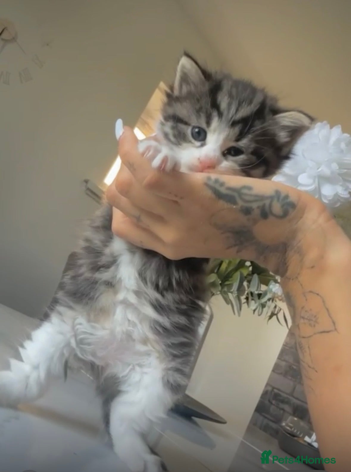 Mixed Breed cats 5kittens for sale  - Advert 12