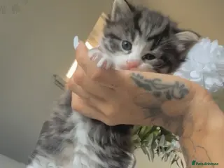 Mixed Breed cats 5kittens for sale - Advert 12