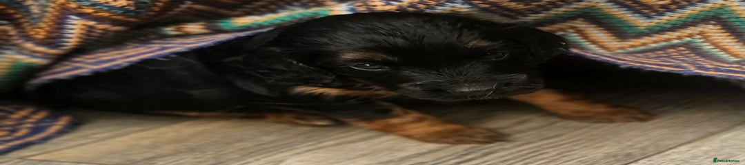 Cockapoo Puppy 4