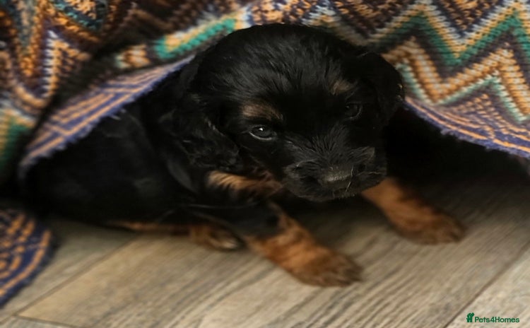 Cockapoo dogs - Advert 4