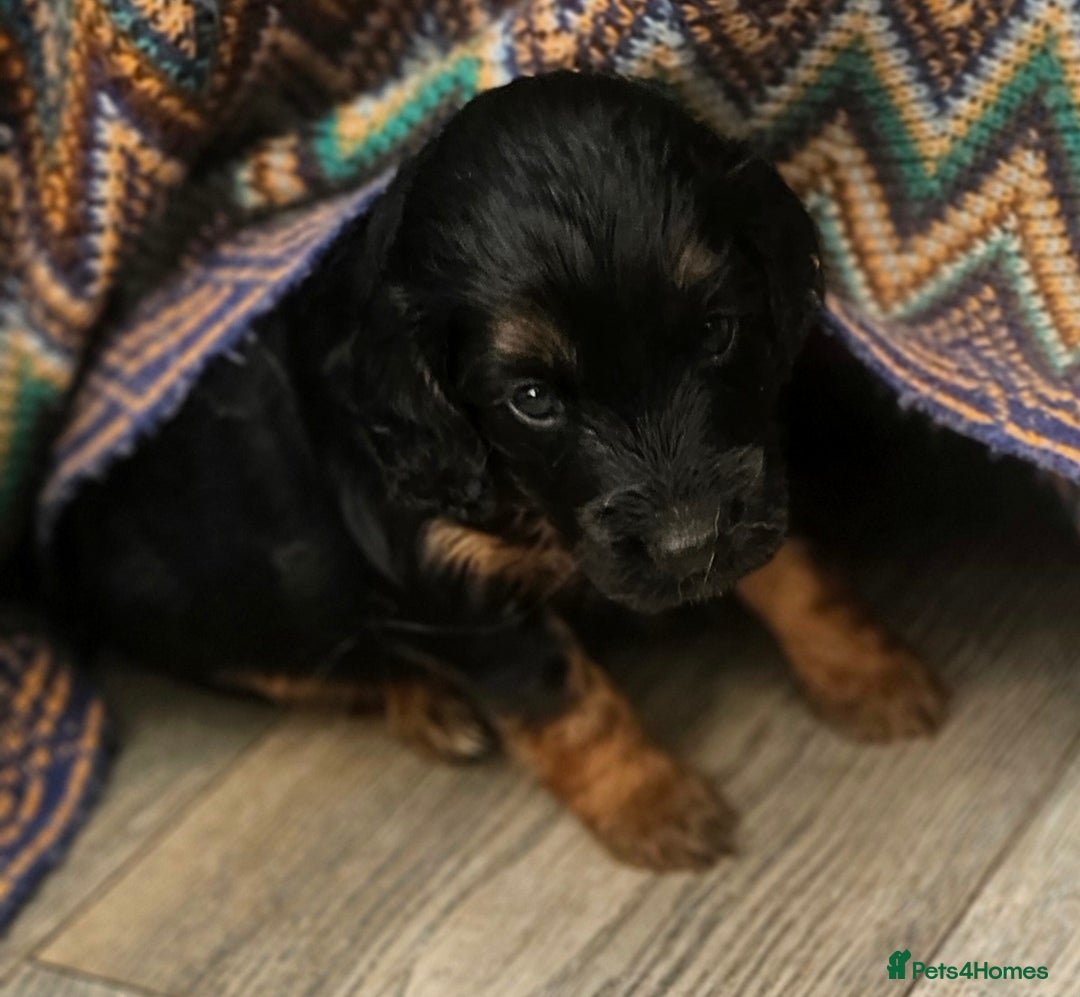 Cockapoo dogs for sale: The best cockapoos - Image 1