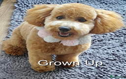 Cavapoo dogs for sale: EXTENSIVELY HEALTH TESTED Red Cavapoos - Image 20