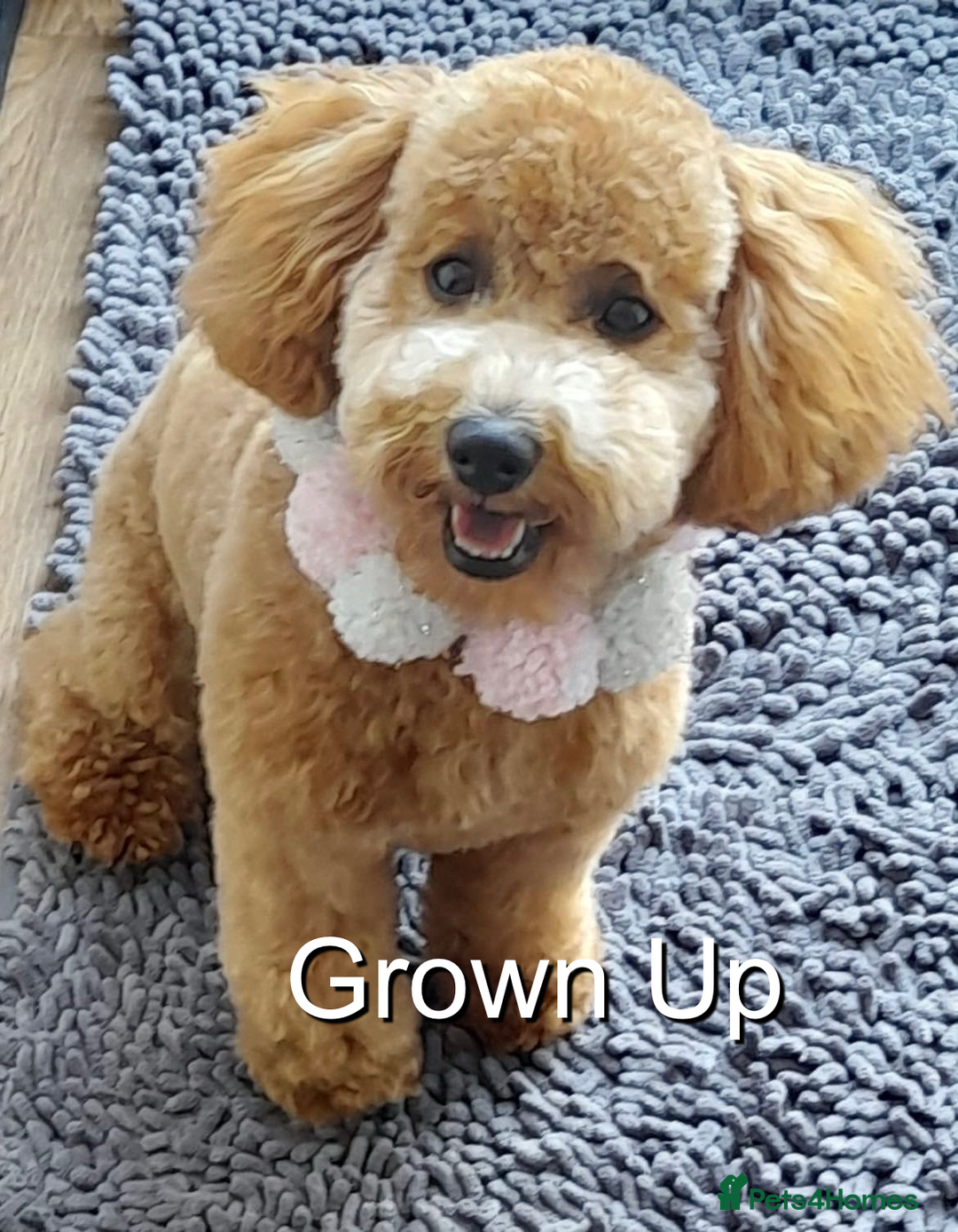 Cavapoo dogs for sale: EXTENSIVELY HEALTH TESTED Red Cavapoos - Image 20