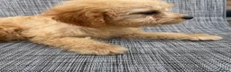 Cavapoo dogs for sale: Toy cavapoos  - Advert 5