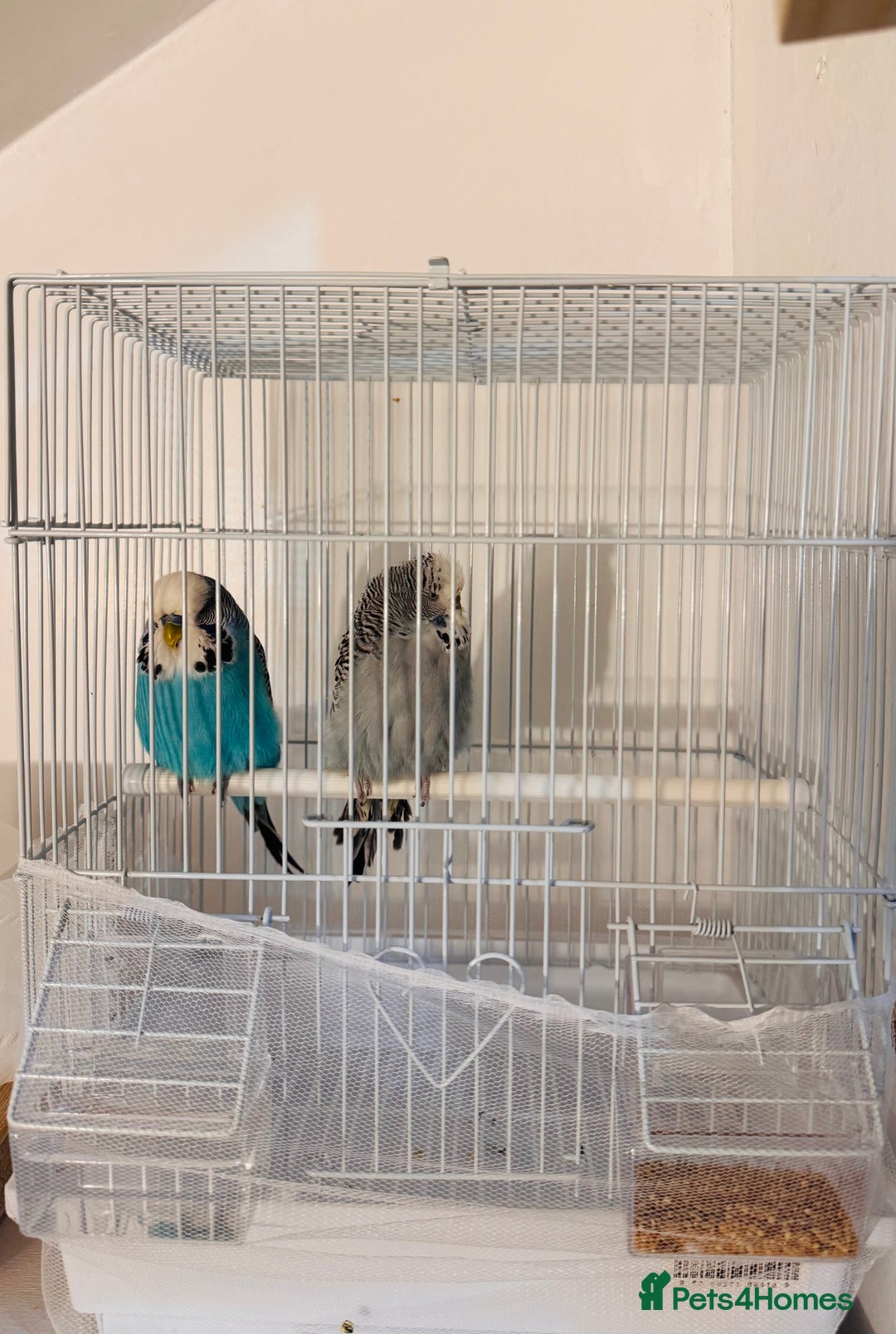 Budgerigars birds for sale: Pair of budgies - Image 3