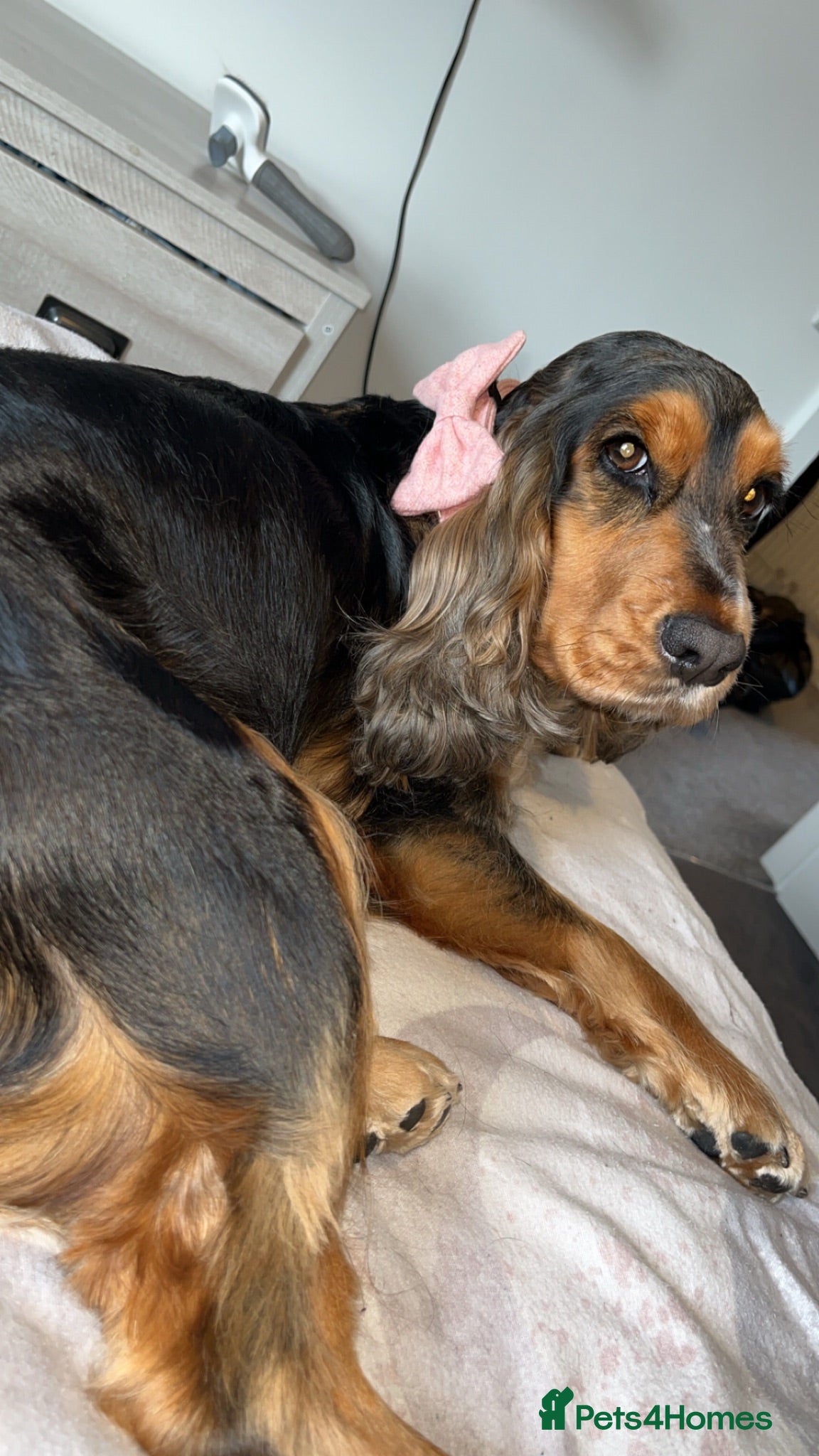 Cocker Spaniel dogs 3 year old female cocker spaniel  - Advert 4