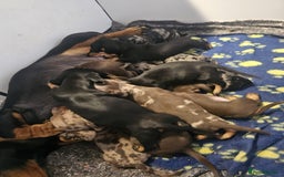 Miniature Dachshund dogs for sale: KC Registered Miniature Dachshund Puppies - Image 12