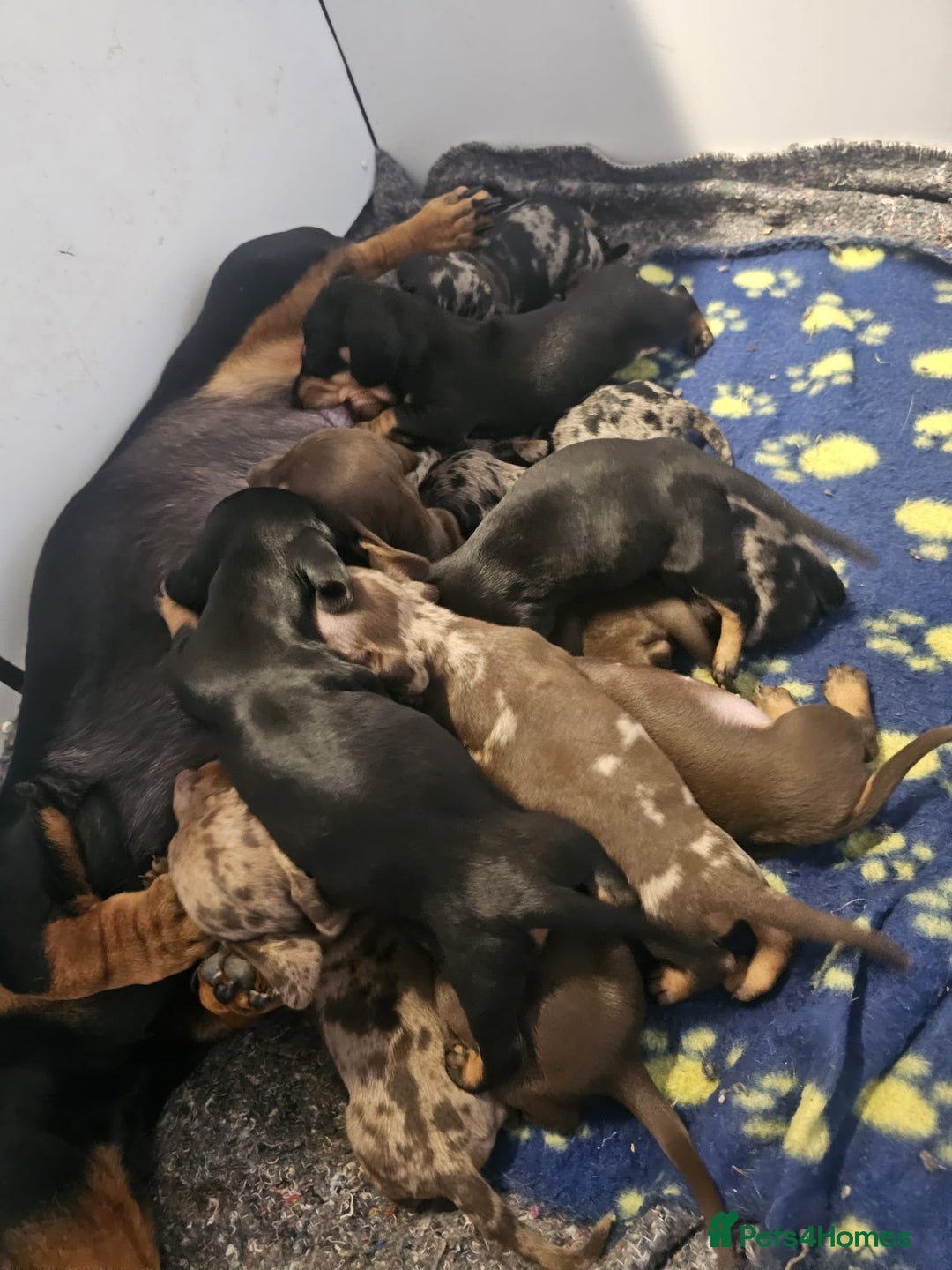 Miniature Dachshund dogs for sale: KC Registered Miniature Dachshund Puppies - Image 12