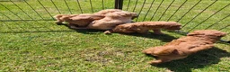 Standard Poodle dogs for sale: Kc Red Standard Poodle Puppies - Advert 9