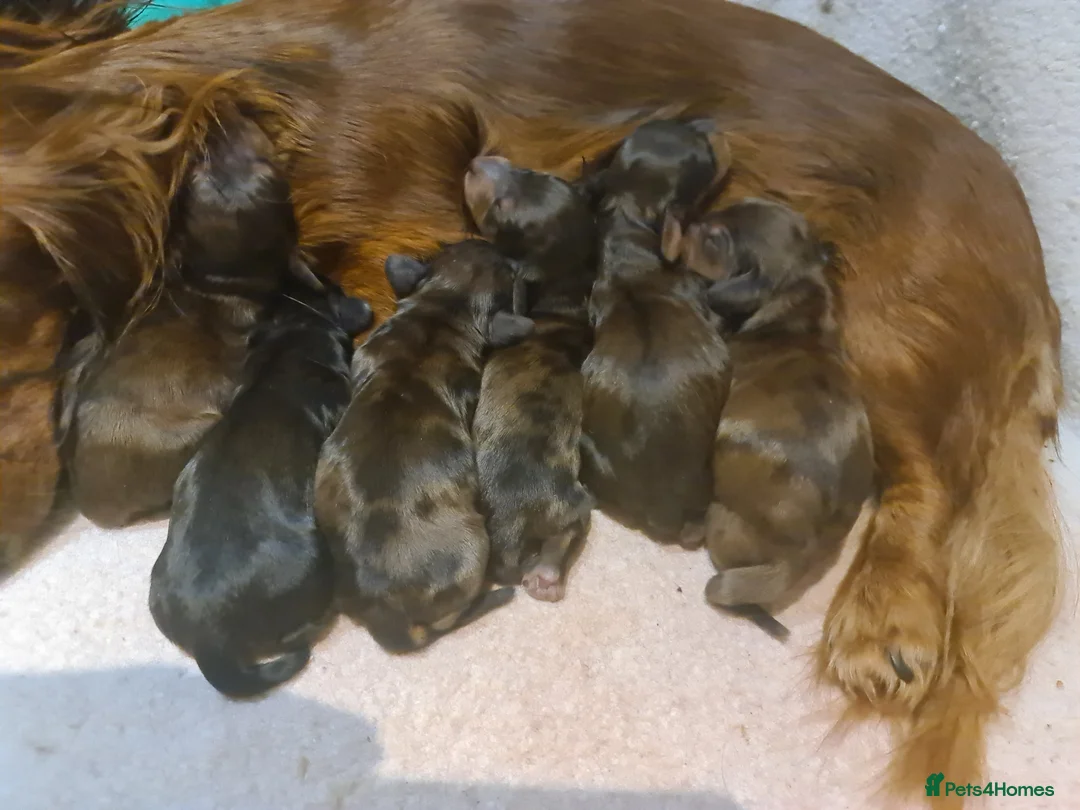 Miniature Dachshund dogs for sale: 6 beautiful long-haired dachshund pupps - Advert 14