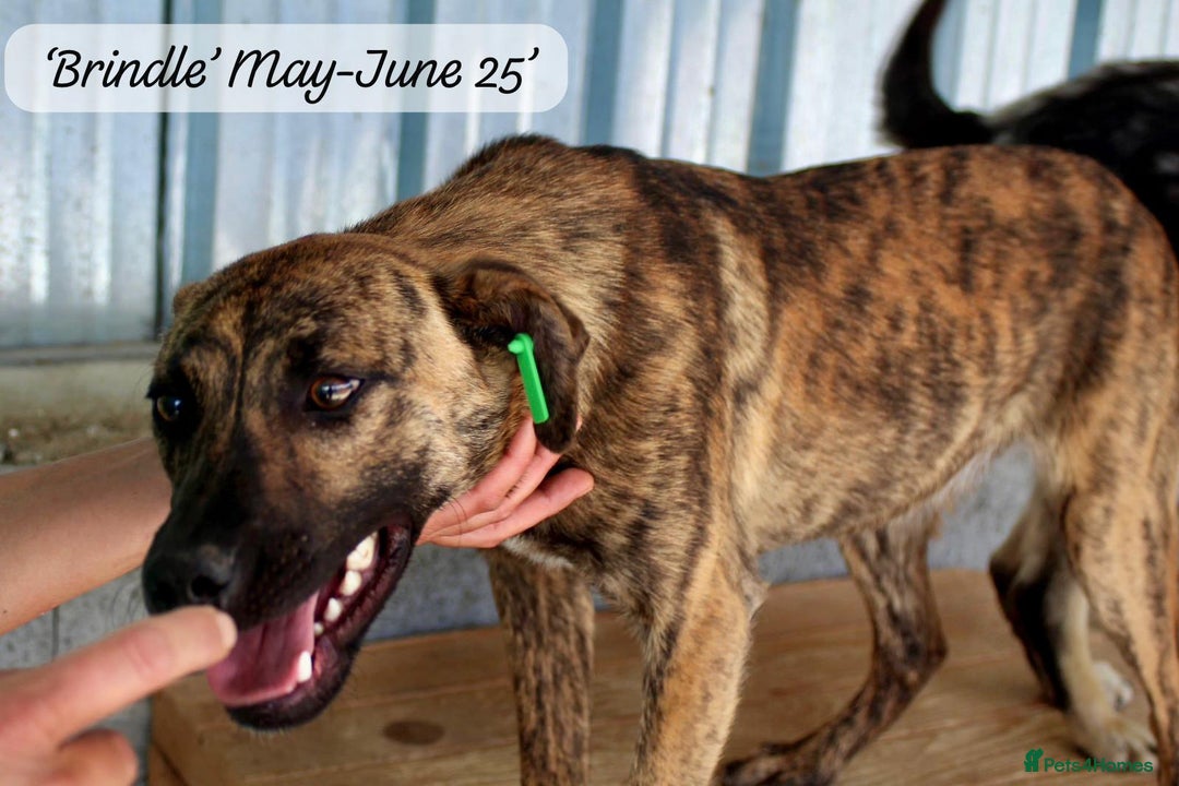 Mixed Breed dogs for adoption: Brindle, approx 7 months. Available for adoption. - Image 15
