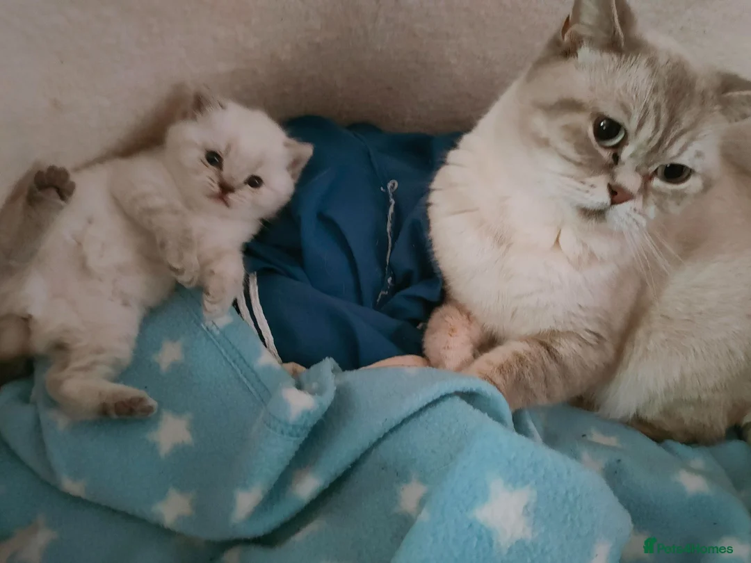 British Shorthair cats for sale: 2 rare Colour point British Shorthair kittens  - Advert 21