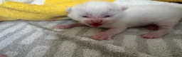 Turkish Van cats for sale: Lovely Turkish Van x Angora Kittens in Feltham - Advert 5