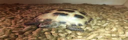Tortoise reptiles for sale: 15-Month baby Female Horsefield Tortoise - Advert 4