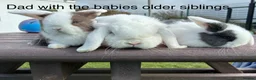 Mini Lop rabbits for sale: Beautiful Mini Lop Babies – Cornwall 🐰❤️ - Advert 4