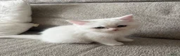 Scottish Fold cats for sale: 3 beautiful scottish straight kittens 🐱  - Advert 10