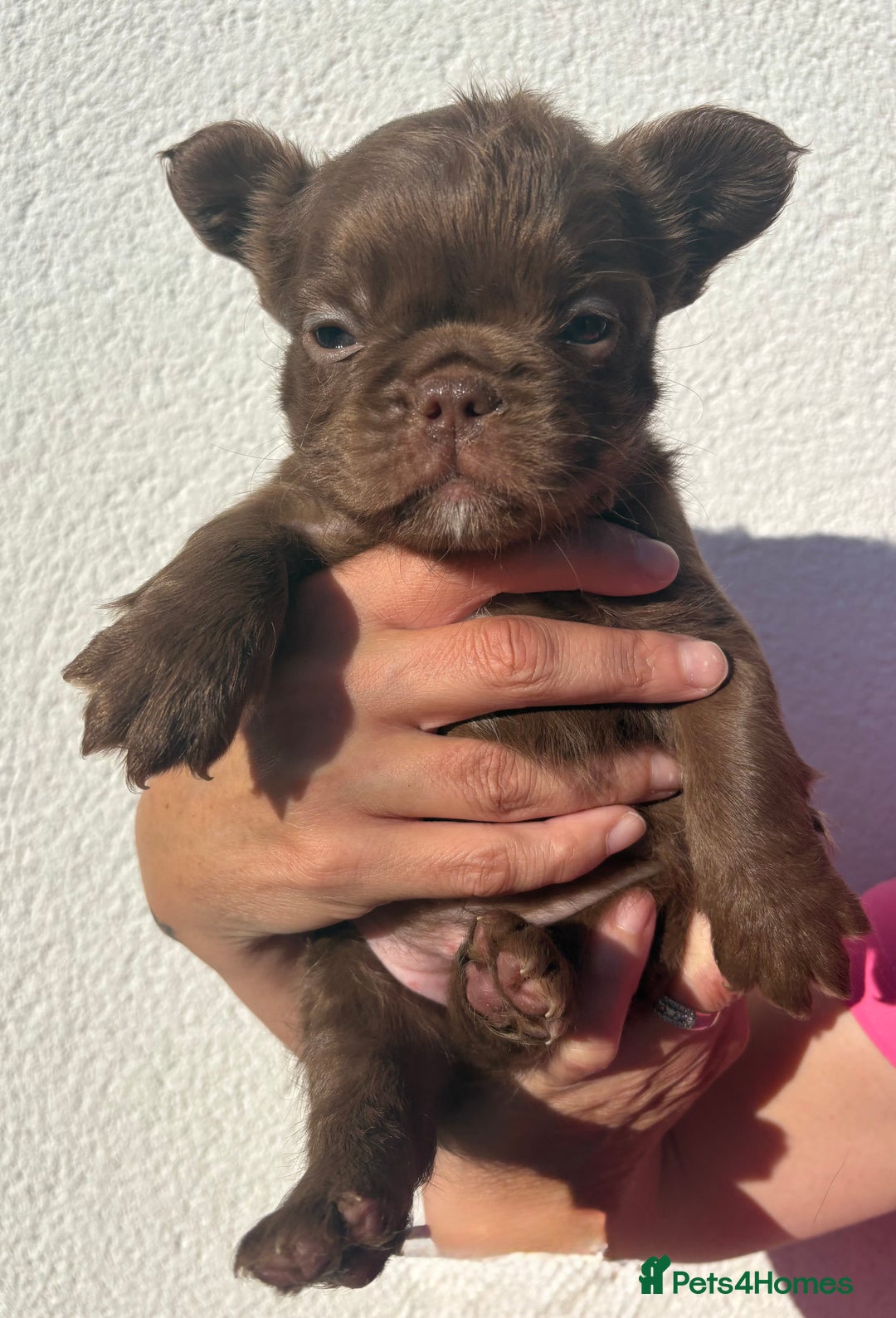 French Bulldog dogs for sale: *Fluffy French Bulldog Pups-4 reserved* - Image 12
