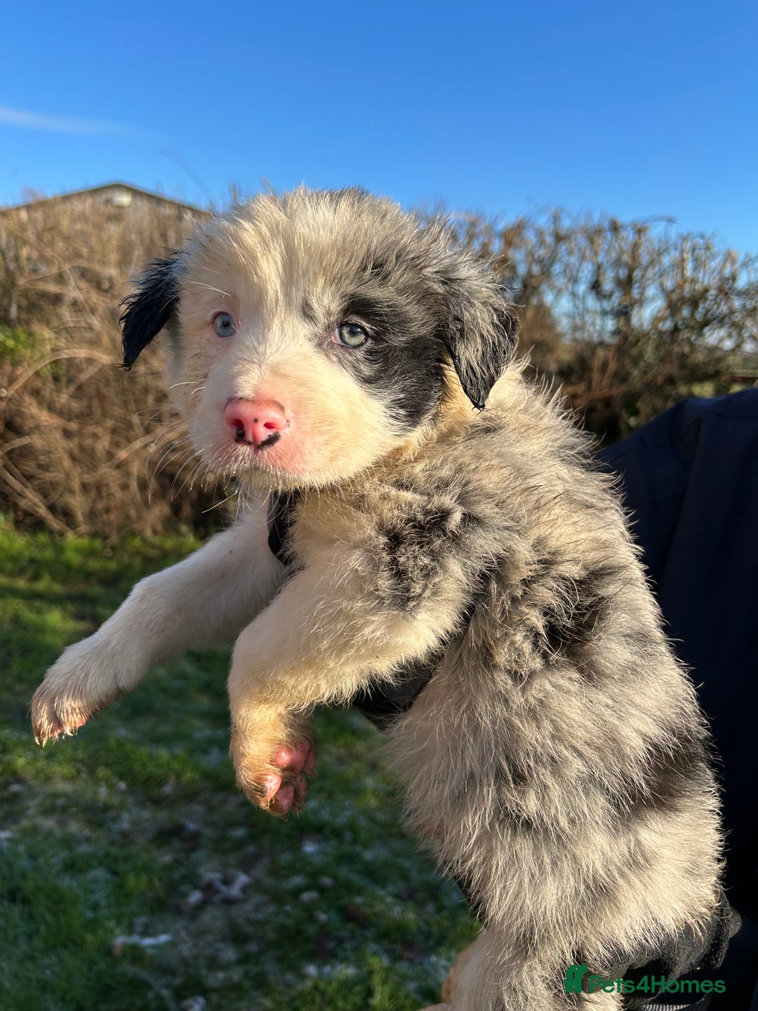 Border Collie dogs for sale: BEAUTIFUL BORDER COLLIE PUPS - Advert 34