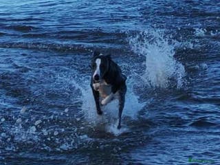 Whippet dogs Blue & white whippet for stud. - Advert 2