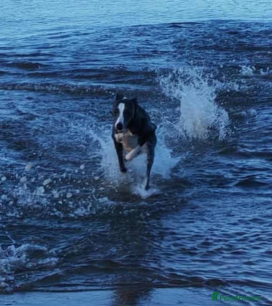 Whippet dogs for stud: Blue & white whippet for stud. - Advert 1