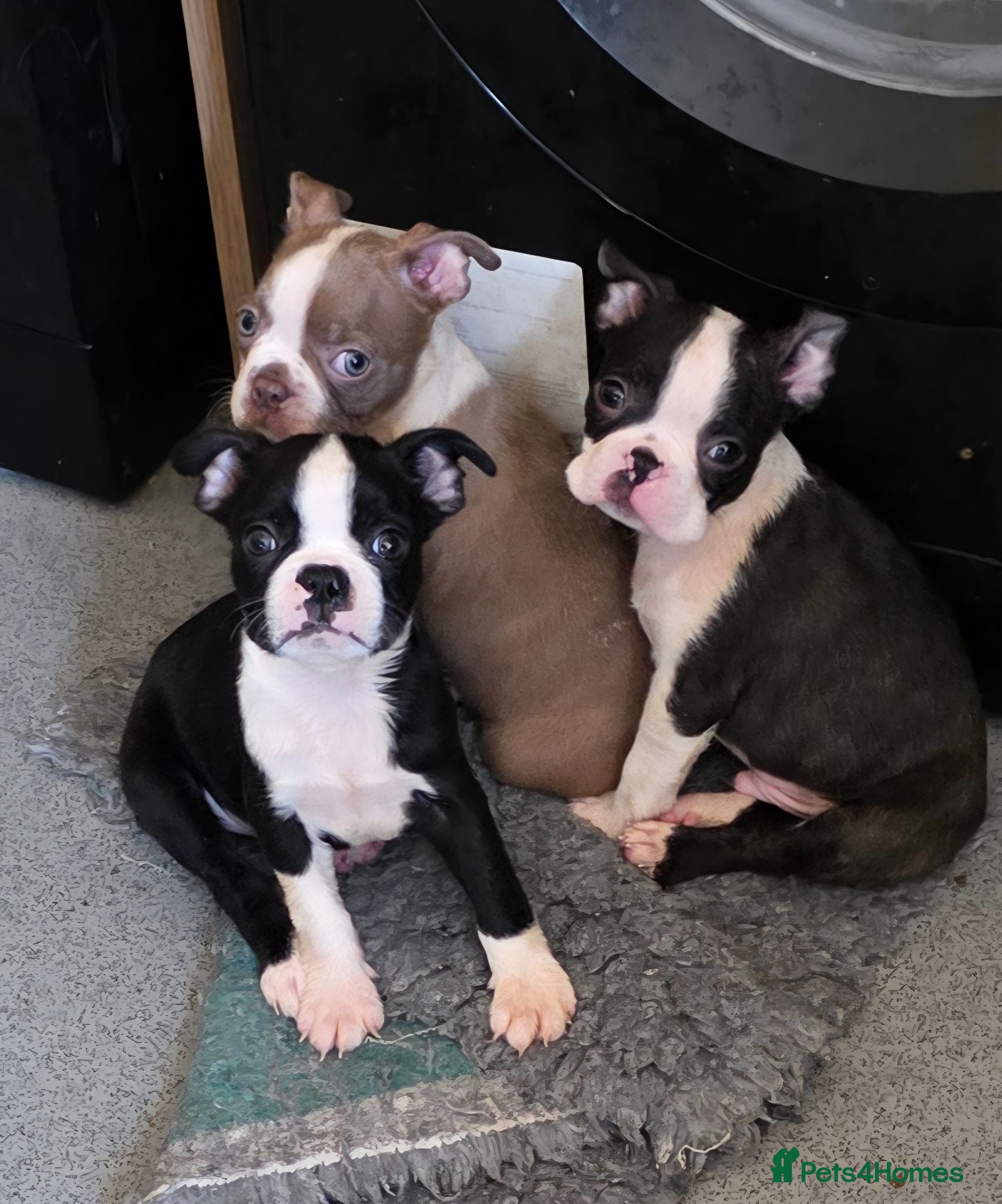 Boston Terrier dogs Ready now Stunning KC Boston Terrier puppies - Advert 1
