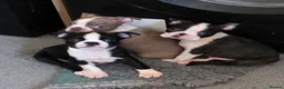 Boston Terrier dogs for sale: Ready now Stunning KC Boston Terrier puppies - Advert 1