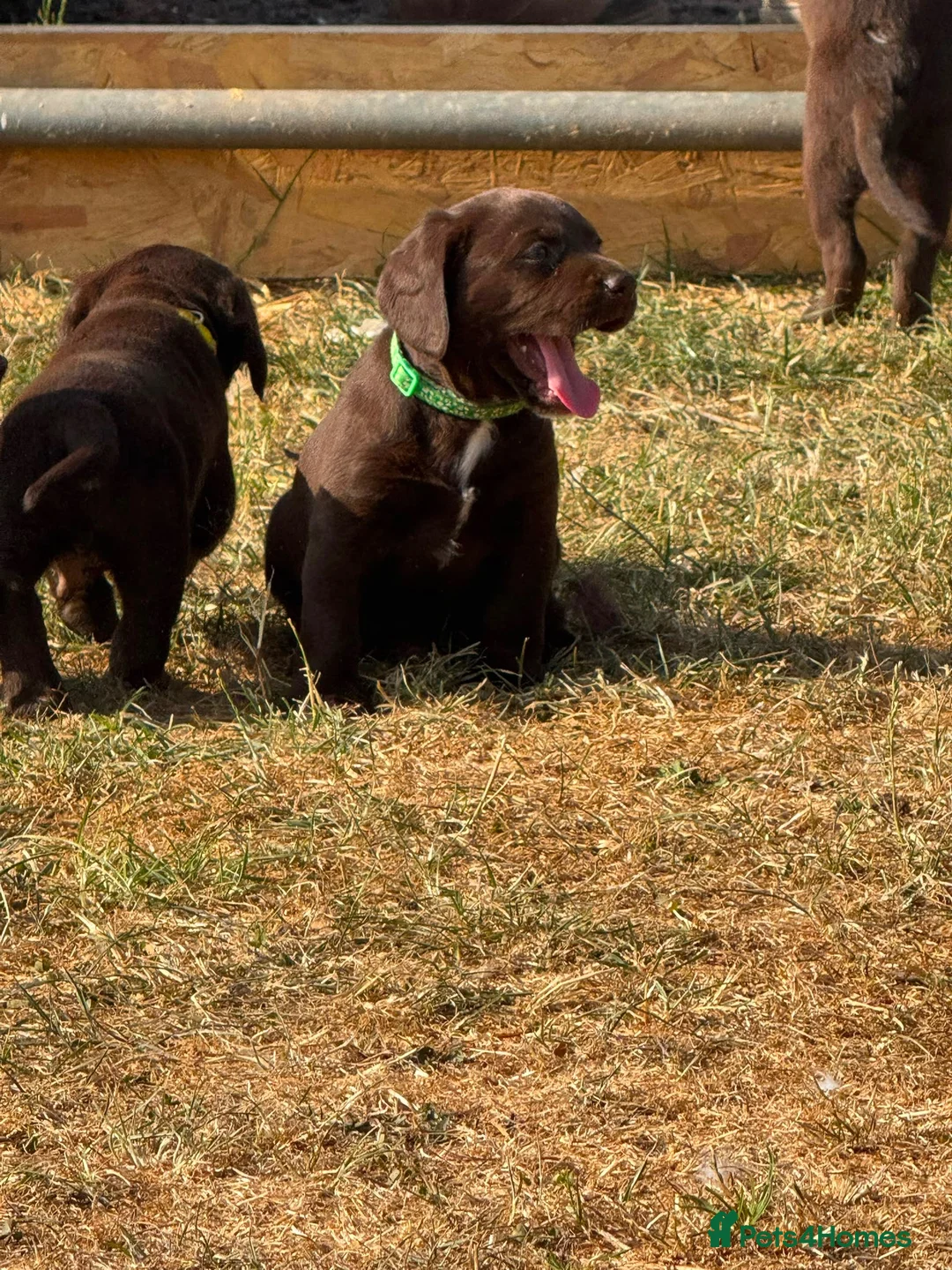 Cockerdor dogs for sale: Cockador puppies  - Advert 7