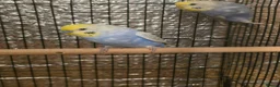 Budgerigars birds for sale: Beautiful rainbow budgies - Advert 2
