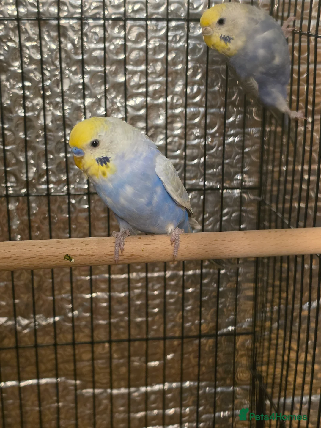 Budgerigars birds for sale: Beautiful rainbow budgies - Advert 2