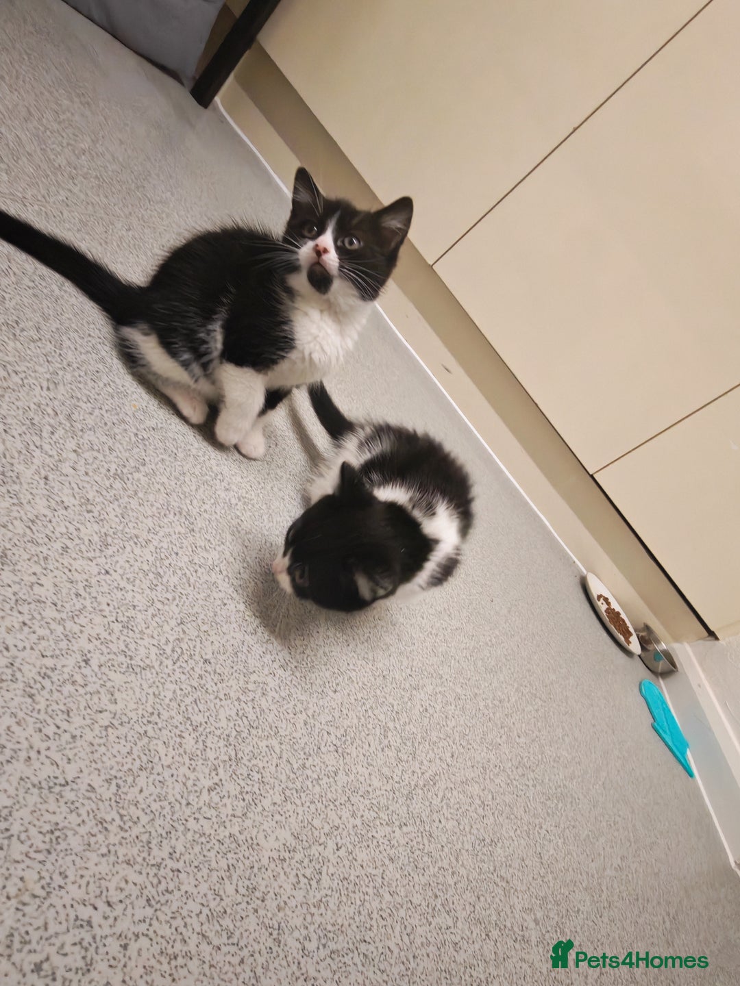 Mixed Breed cats for sale: Beautiful kitten for loving homes - Advert 4