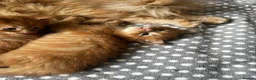 Maine Coon cats for sale: Majestic Fire Maine Coon Kittens - Advert 34