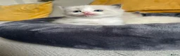 Ragdoll cats for sale: Gorgeous Ragdoll kittens  in Larkhall - Advert 6