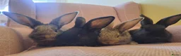 Continental Giant rabbits for sale: 10KG, Brc, show quality kits. MASSIVE  - Advert 19
