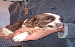 Cockalier dogs for sale: Stunning girls. DNA health tested parents  - Image 7