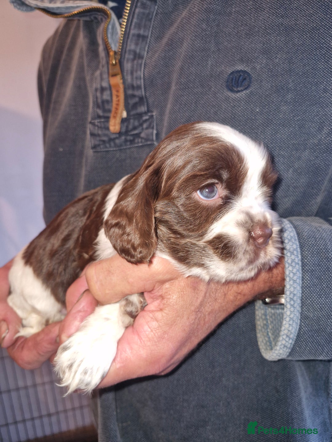Cockalier dogs for sale: Stunning girls. DNA health tested parents  - Image 7