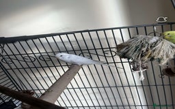 Budgerigars birds for sale: male and female budgies for sale - Image 5