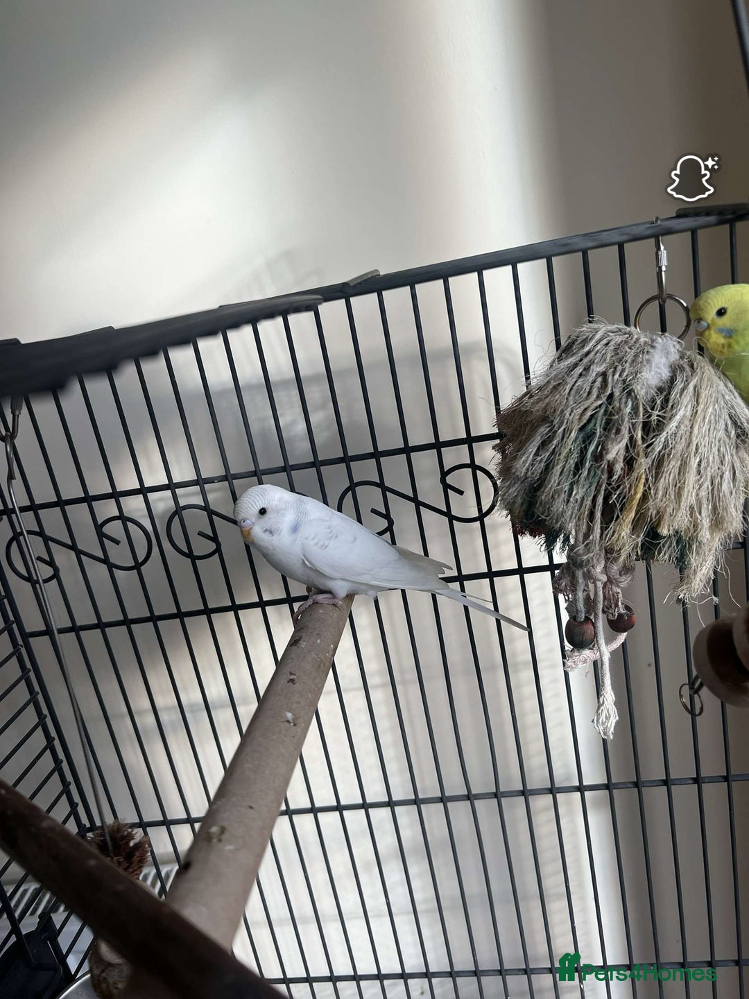 Budgerigars birds for sale: male and female budgies for sale - Image 5
