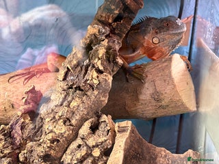 Iguana reptiles 6-7 mnth old RED IGUANA - Advert 1