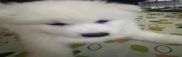 Samoyed dogs for sale: 🐾puppies are ready for new happy homes🐾 - Advert 32