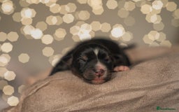 Miniature American Shepherd dogs for sale: MAS Available  - Image 2