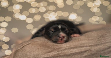 Miniature American Shepherd dogs - Advert 7