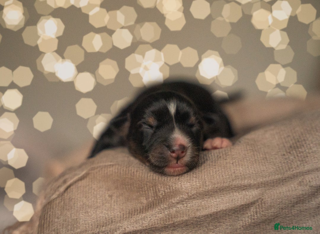 Miniature American Shepherd dogs for sale: MAS Available  - Image 2