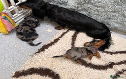 Miniature Dachshund dogs for sale: Beautiful litter of long haired mini dachshunds  - Image 20