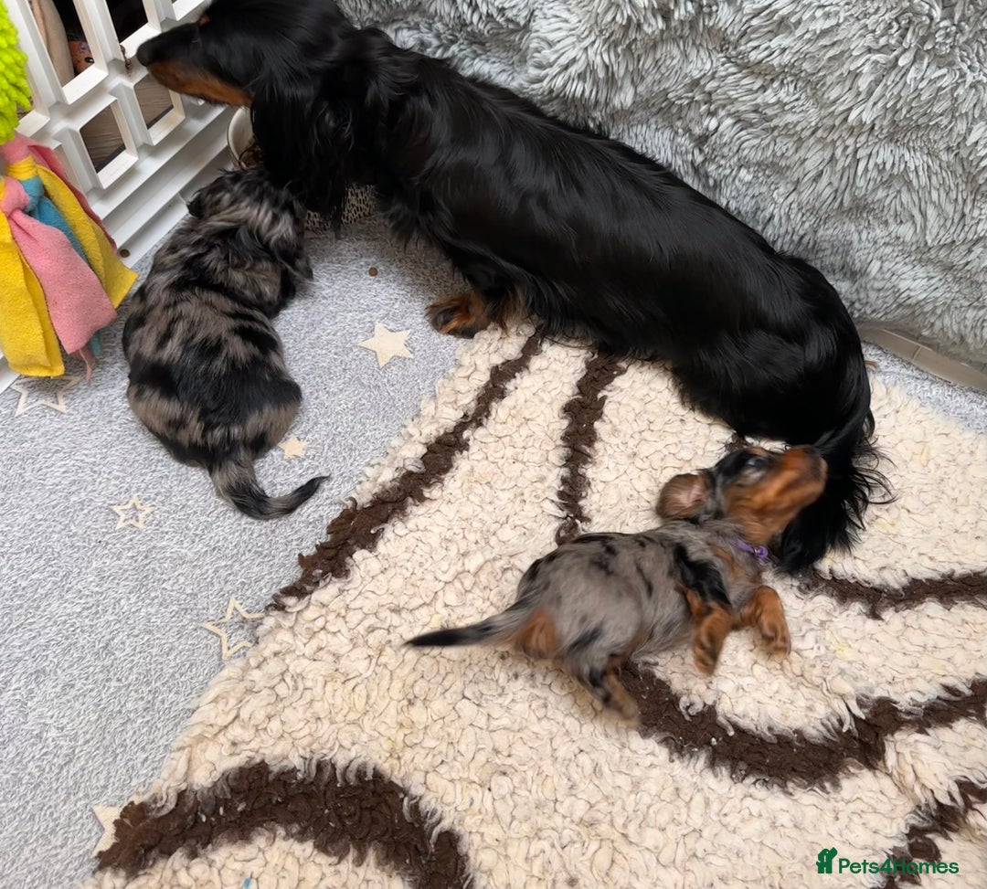 Miniature Dachshund dogs for sale: Beautiful litter of long haired mini dachshunds  - Image 20