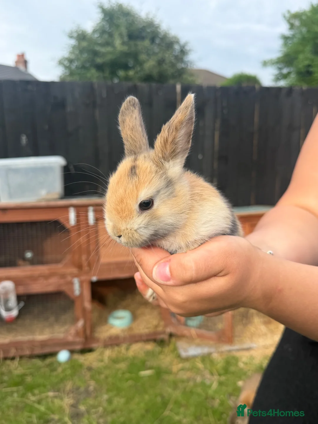 Mini Lion Lop rabbits for sale: Female mini lop cross  in Carlisle - Advert 2