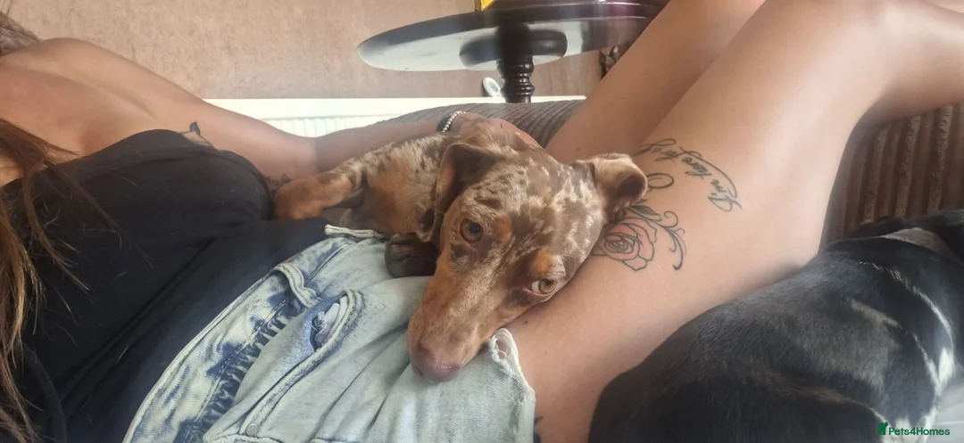 Dachshund dogs for sale: Beautiful 2 year old in tact female dachshund - Advert 8